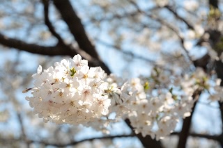 「ソメイヨシノ(染井吉野)」のサムネイル画像