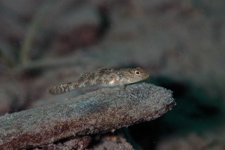 「ヨシノボリの仲間」のサムネイル画像