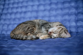 「ネコ」のサムネイル画像