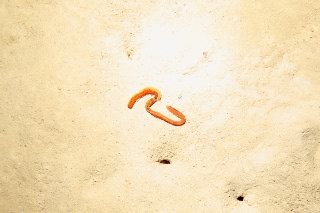 「無題」のサムネイル画像