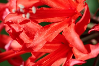 「ダイヤモンドリリー(ネリネ)」のサムネイル画像