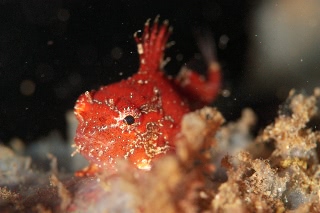 「ナメダンゴ属sp.」のサムネイル画像