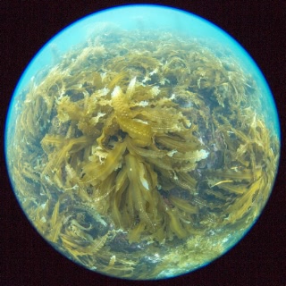 「無題」のサムネイル画像