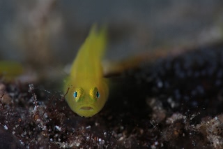 「ミジンベニハゼ」のサムネイル画像