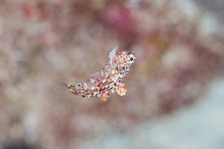 「ノドグロベラ」のサムネイル画像