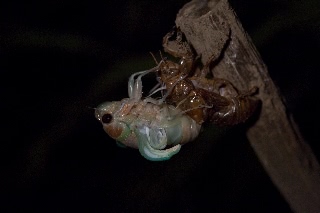 「アブラゼミ」のサムネイル画像