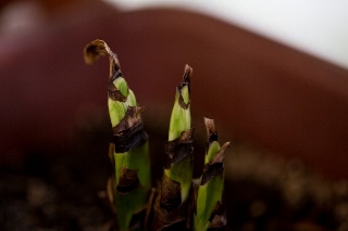 「オーレア(ショウキズイセン)」のサムネイル画像