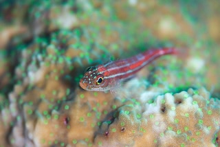 「タテジマヘビギンポ(Tropical striped triplefin)」のサムネイル画像