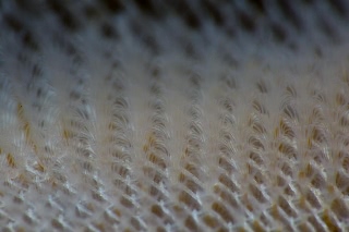 「ヒラハコケムシ」のサムネイル画像