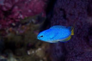 「ソラスズメダイ(Caerulean damsel fish)」のサムネイル画像