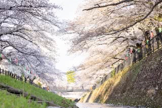 「ソメイヨシノ(染井吉野)」のサムネイル画像