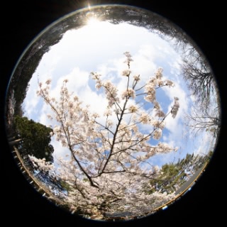 「ソメイヨシノ(染井吉野)」のサムネイル画像