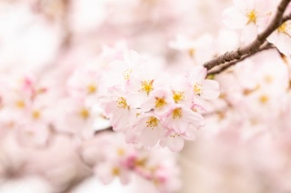 「ソメイヨシノ(染井吉野)」のサムネイル画像