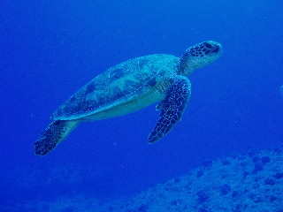 「アオウミガメ(Green turtle)」のサムネイル画像