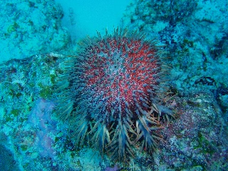 「オニヒトデ」のサムネイル画像