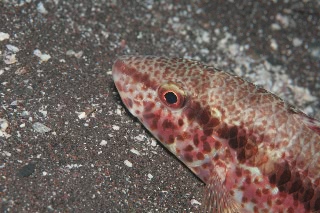 「ヒメジ」のサムネイル画像