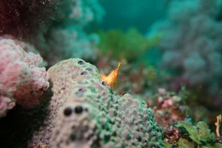 「オキゴンベ(yellow hawkfish)」のサムネイル画像