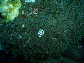 「キカモヨウウミウシ」のサムネイル画像