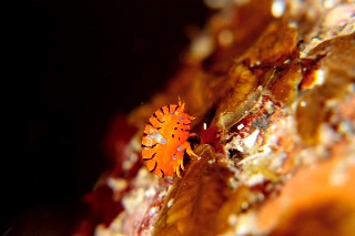 「ホムラスベヨコエビ」のサムネイル画像