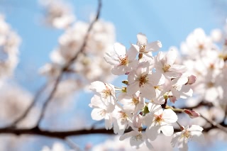 「ソメイヨシノ(染井吉野)」のサムネイル画像