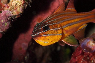 「キンセンイシモチ(Southern orange-lined cardinal fish)」のサムネイル画像
