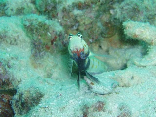 「ヤマブキハゼ(Orange-spotted shrimp Goby)」のサムネイル画像