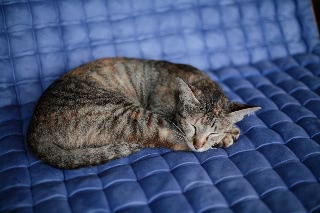 「ネコ」のサムネイル画像