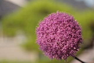 「ギガンチューム(ギガンジウム)」のサムネイル画像