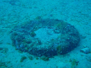 「ミノカサゴ」のサムネイル画像