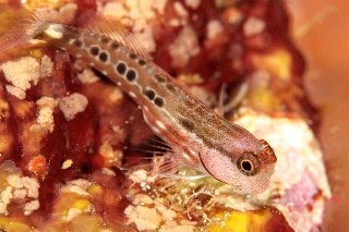 「ゴイシギンポ」のサムネイル画像