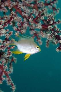 「ヤマブキスズメダイ」のサムネイル画像