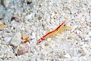 「アカシマシラヒゲエビ(アカスジモエビ,white-banded cleaner shrimp)」のサムネイル画像