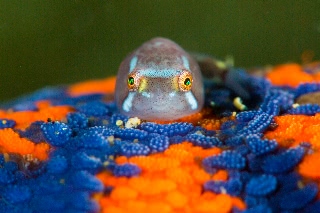 「ホテイウオ(ゴッコ)」のサムネイル画像