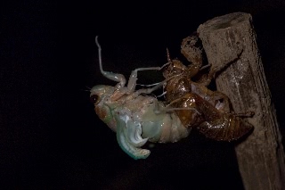 「アブラゼミ」のサムネイル画像