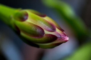 「柱サボテンの仲間」のサムネイル画像