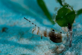 「ホシテンス」のサムネイル画像