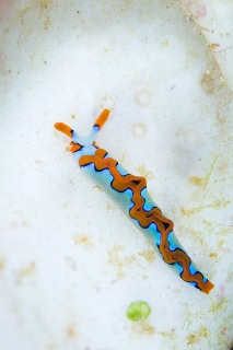 「ウミウシの仲間」のサムネイル画像