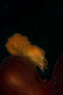 「キタモエビモドキ」のサムネイル画像