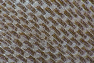 「ヒラハコケムシ」のサムネイル画像