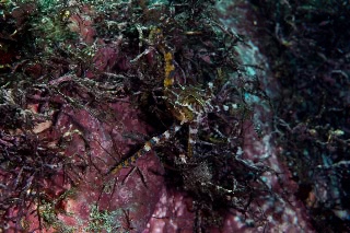 「ヒョウモンダコ(豹紋ダコ)」のサムネイル画像