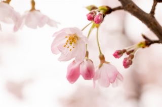 「ソメイヨシノ(染井吉野)」のサムネイル画像