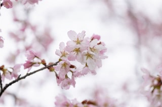 「オオヤマザクラ(エゾヤマザクラ,ベニヤマザクラ)」のサムネイル画像