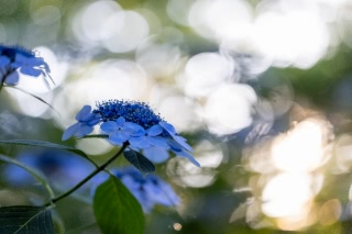 「ガクアジサイ(額紫陽花)」のサムネイル画像