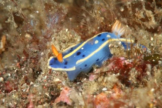 「アオウミウシ」のサムネイル画像