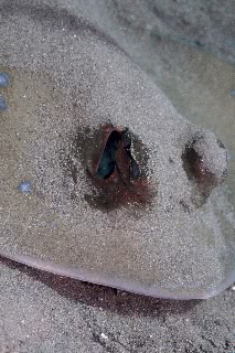 「リーフスティングレイ」のサムネイル画像