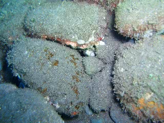 「クモウツボ」のサムネイル画像