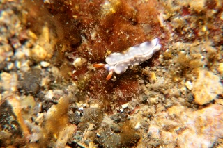 「ウミウシの仲間」のサムネイル画像