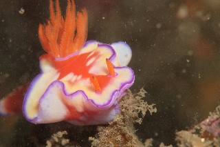 「ニシキウミウシ」のサムネイル画像