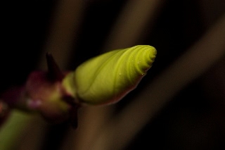 「ヨルガオ」のサムネイル画像