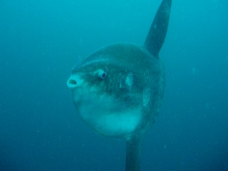 「マンボウ(翻車魚)」のサムネイル画像